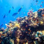 Gardens-Reef-Sharm-El-Sheikh-by-Andrew-KFlickr-
