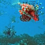 Paradise-Island-Snorkeling-Trip-Full-Day-from-Hurghada-41