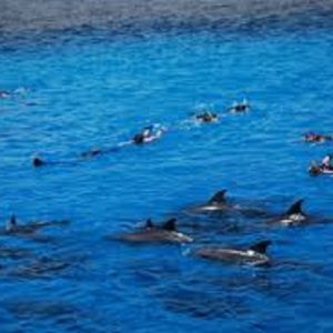 Schnorcheln & Schwimmen mit Delfinen in Hurghada