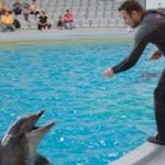 Show-uri cu delfini