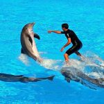 Dolphin Show From Hurghada