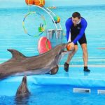 Dolphin Show in Sharm el Sheikh