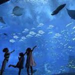 Excursie naar Grand Aquarium vanuit Hurghada