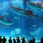 Excursie naar Grand Aquarium vanuit Hurghada1