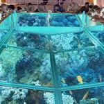 Glass bottom boat excursion in Sharm El Sheikh6