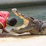 Crocodile and Snake Show Sharm El Sheikh5