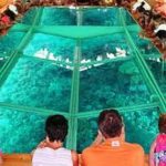 Glass bottom boat excursion in Sharm El Sheikh4