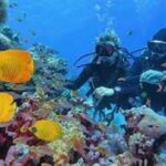 Shore dives in sharm el sheikh