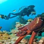 Shore dives in sharm el sheikh