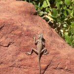 Затерянная земля & круиз к острову Фараонов & Красный и Белый каньоны, сафари-тур3