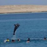Dolphin House All-in-One – Snorkeling, Diving, Fishing & Massage1