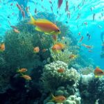 Engy Queen Luxury VIP Yacht to White Island & Ras Mohamed National Park3
