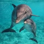 Dolphin House All-in-One – Snorkelen, Duiken, Vissen & Massage