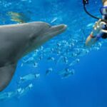 Dolphin House All-in-One – Snorkeling, Diving, Fishing & Massage