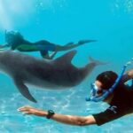 Dolphin House «Всё в одном» — Сноркелинг, Дайвинг, Рыбалка и Массаж
