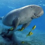 Abu Dabbab Beach & Snorkeling Trip from Hurghada3