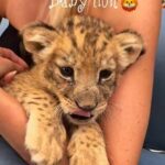 Baby Lion Photo Experience in Hurghada – Meet a Lion Cub1