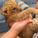 Baby Lion Photo Experience in Hurghada – Meet a Lion Cub5